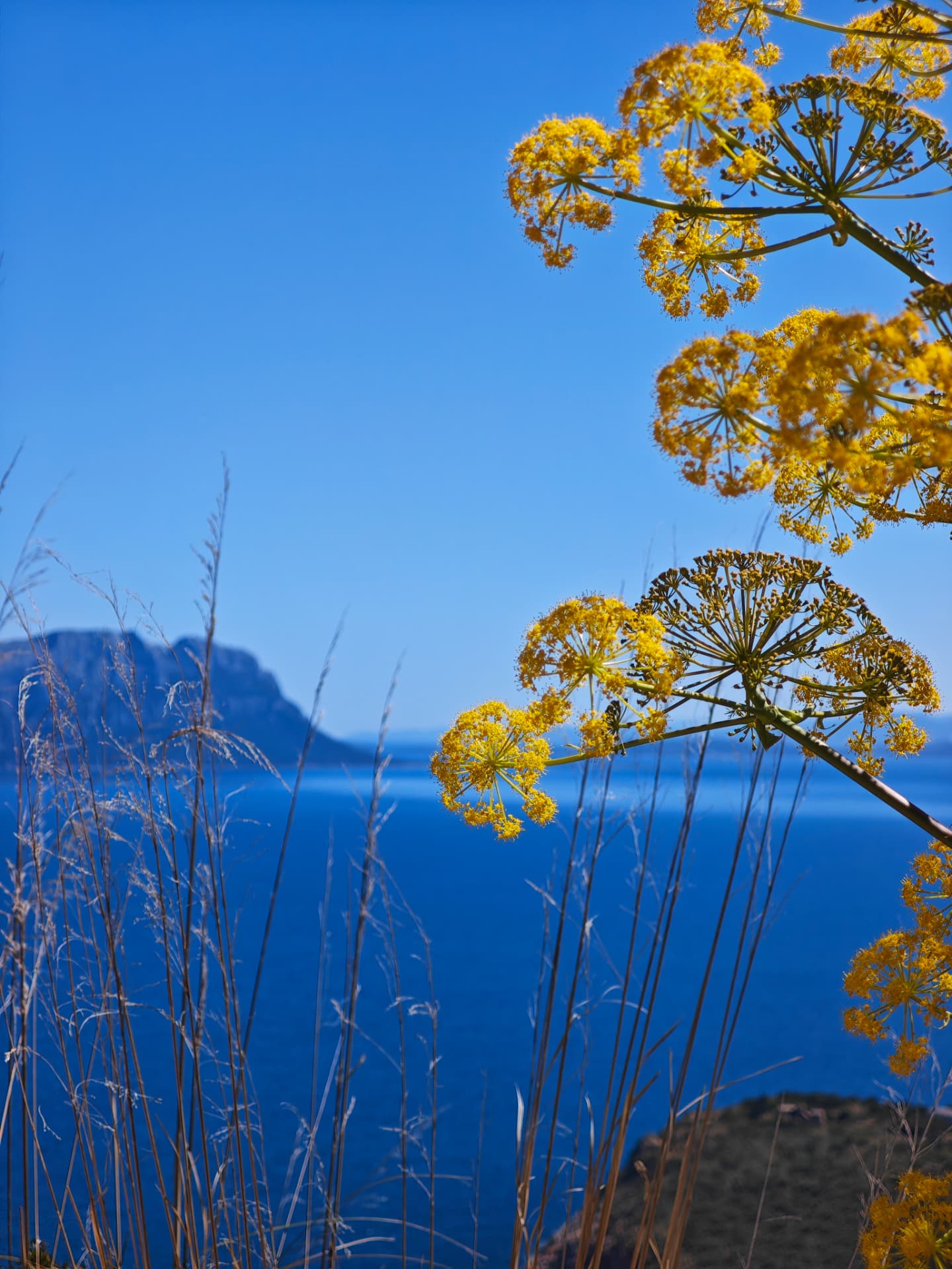 Fiori gialli di finocchio selvatico davanti al mare