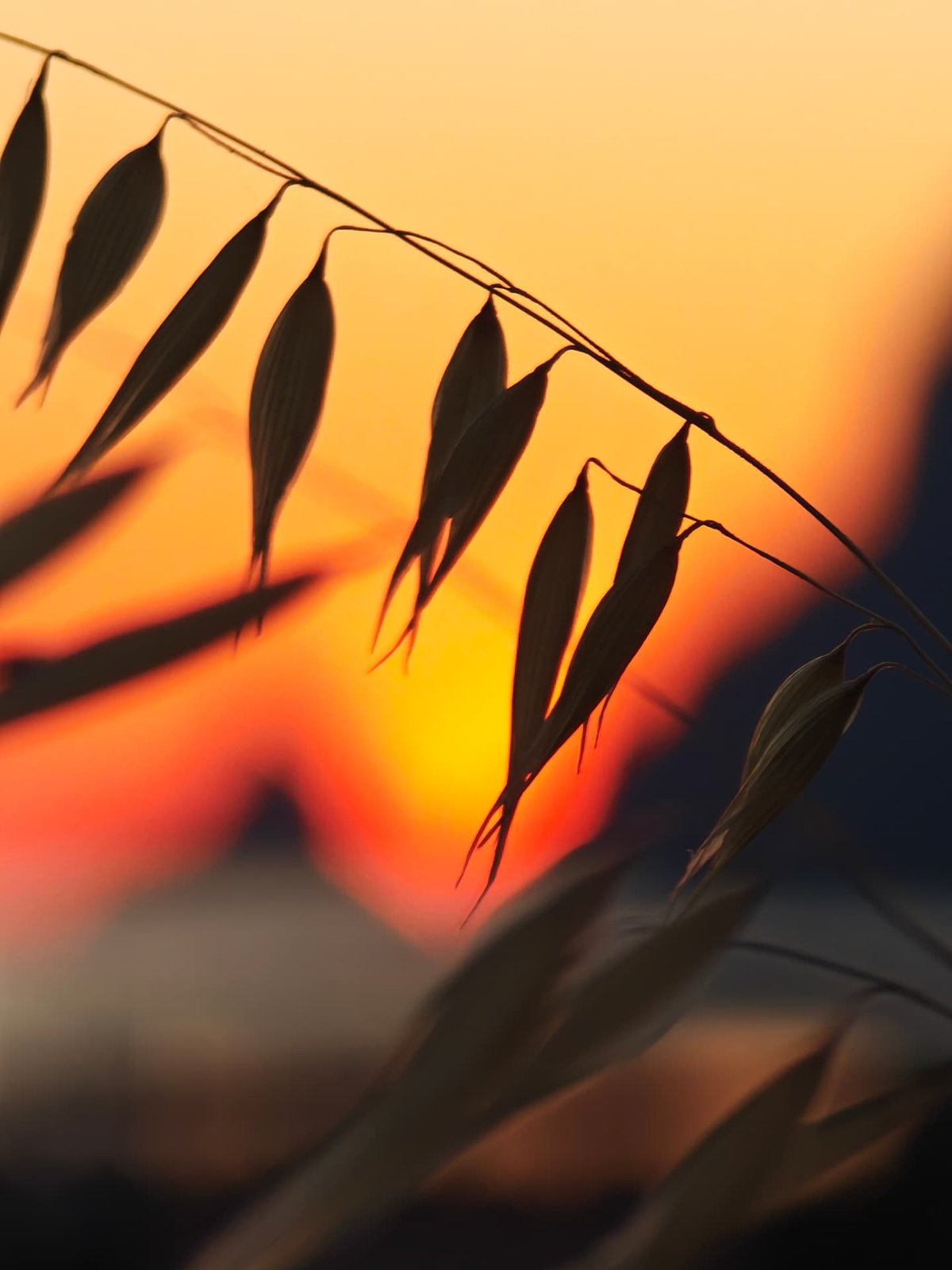 Spighe controluce all'alba