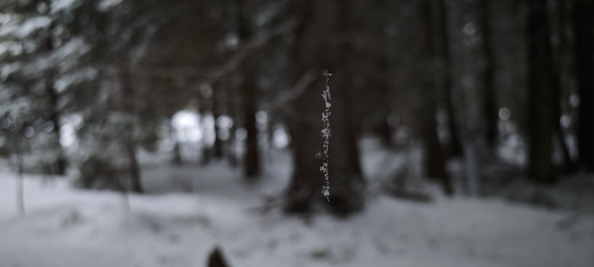 Cristalli di neve lungo un filo nel bosco innevato
