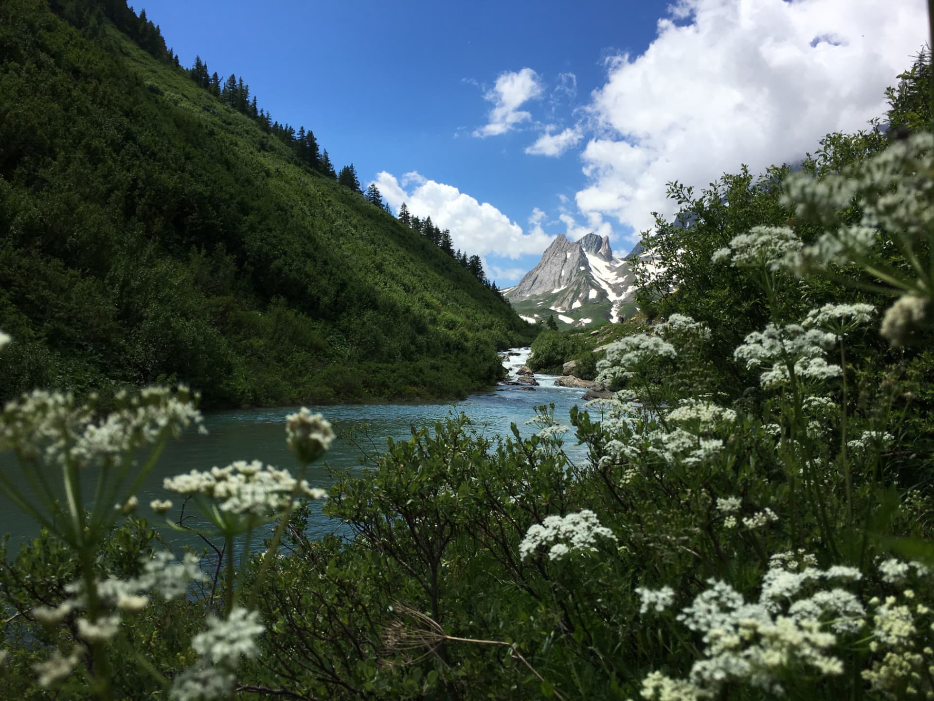Valle alpina con fiume e fiori