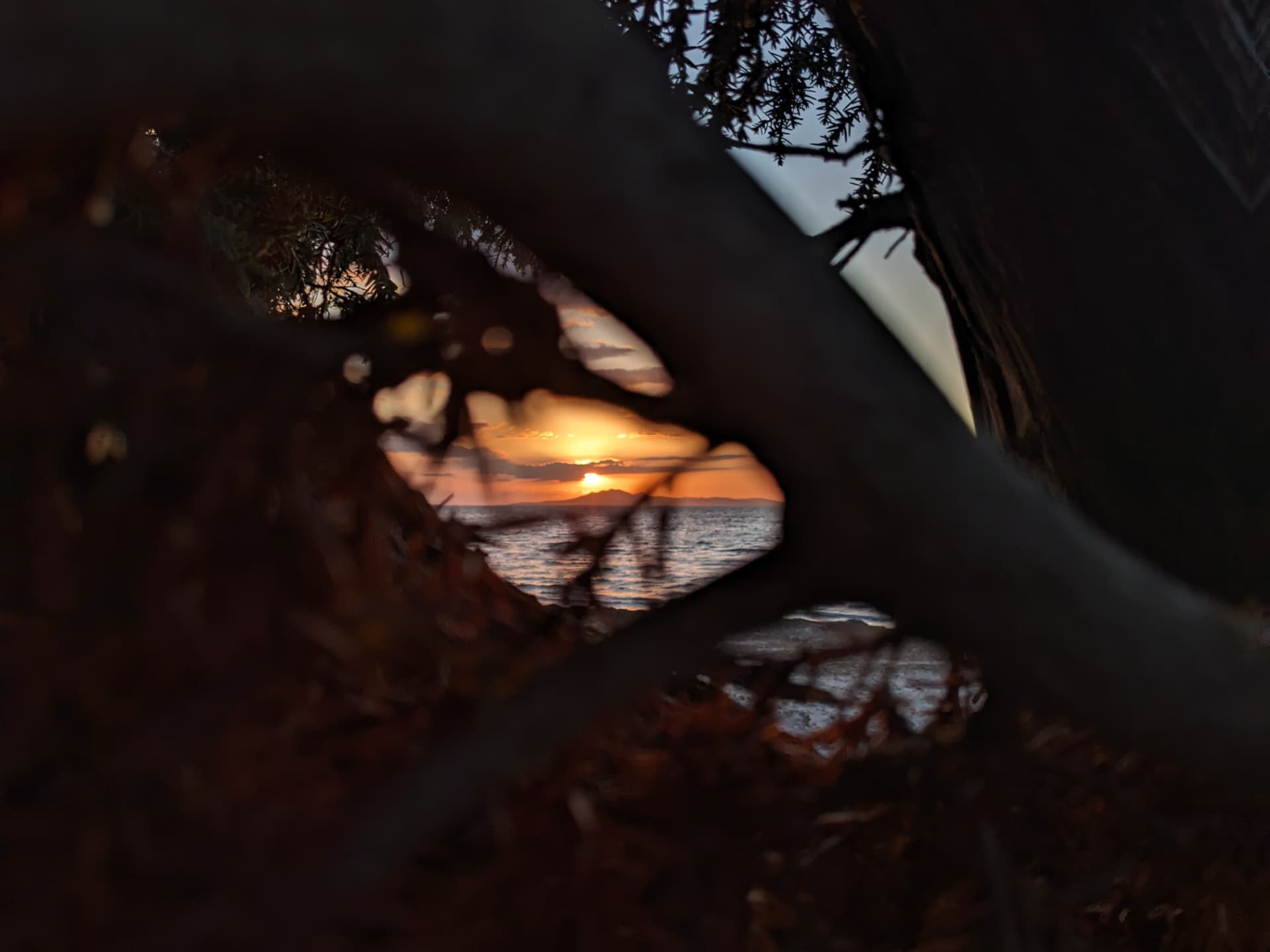 Tramonto intravisto tra i rami